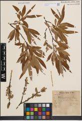 Foto von Salix cinerea L. x Salix viminalis L.